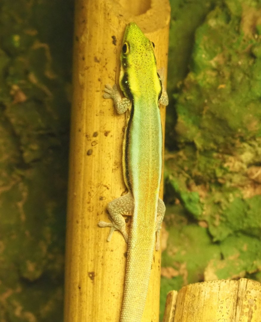 Yellow-headed day gecko (Phelsuma klemmeri), 2021-06-12