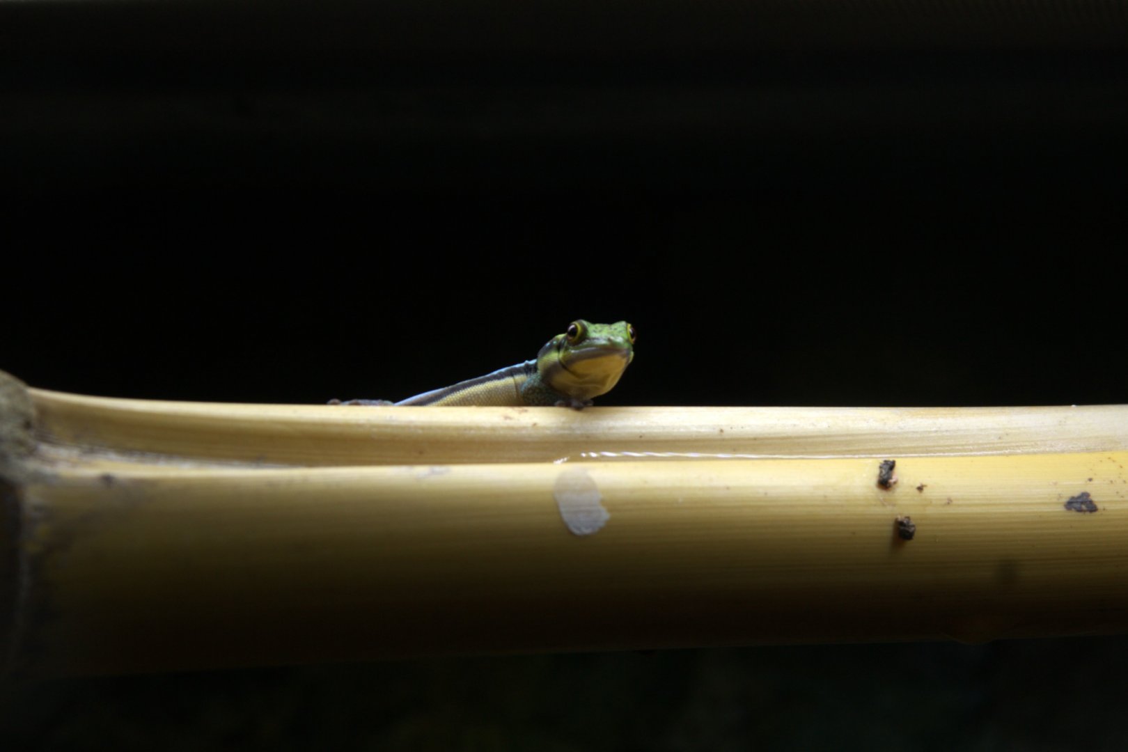 Yellow-headed Day Gecko (Phelsuma klemmeri), 26-11-25