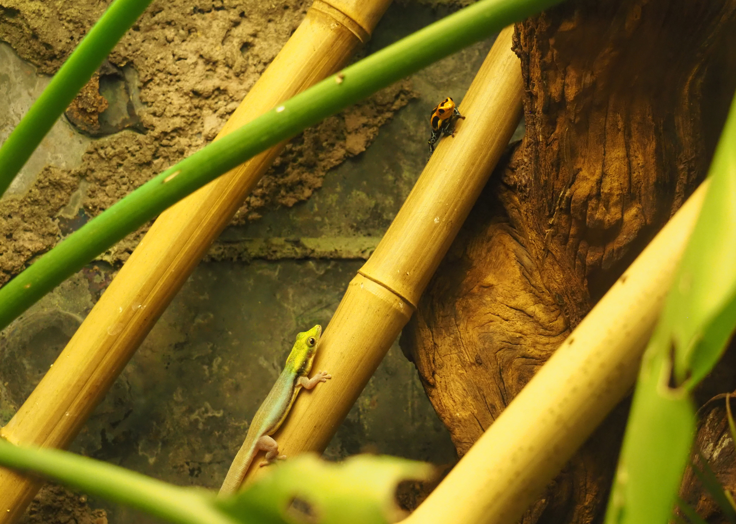 Yellow-headed day gecko (Phelsuma klemmeri) and Mimic poison dart frog (Ranitomeya imitator), 2020-05-24