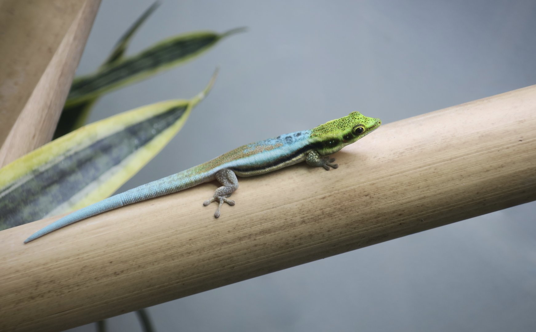 Yellow-Headed Day Gecko (Phelsuma klemmeri) - The Gecko Gallery NYC