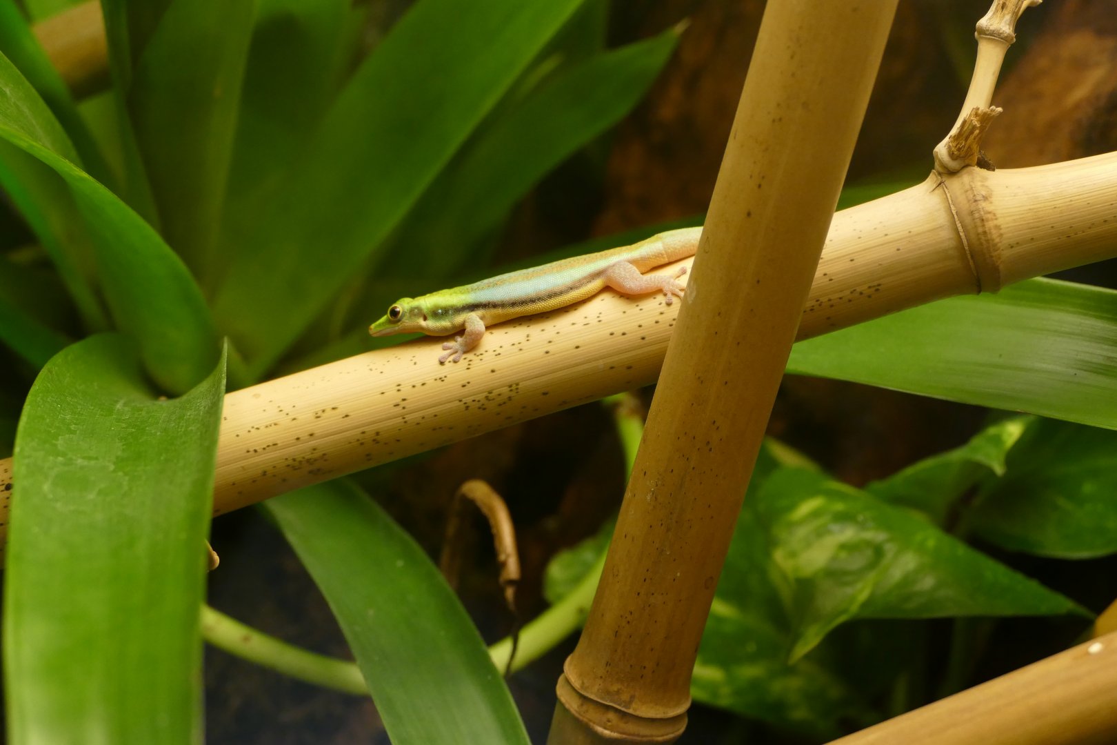 Yellow-headed day gecko (Phelsuma klemmeri)