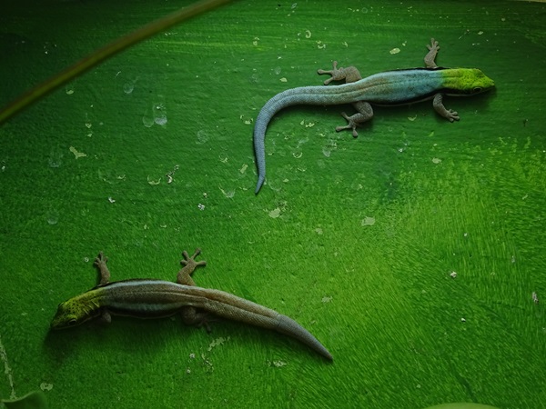 Yellow-headed day gecko (Phelsuma klemmeri)