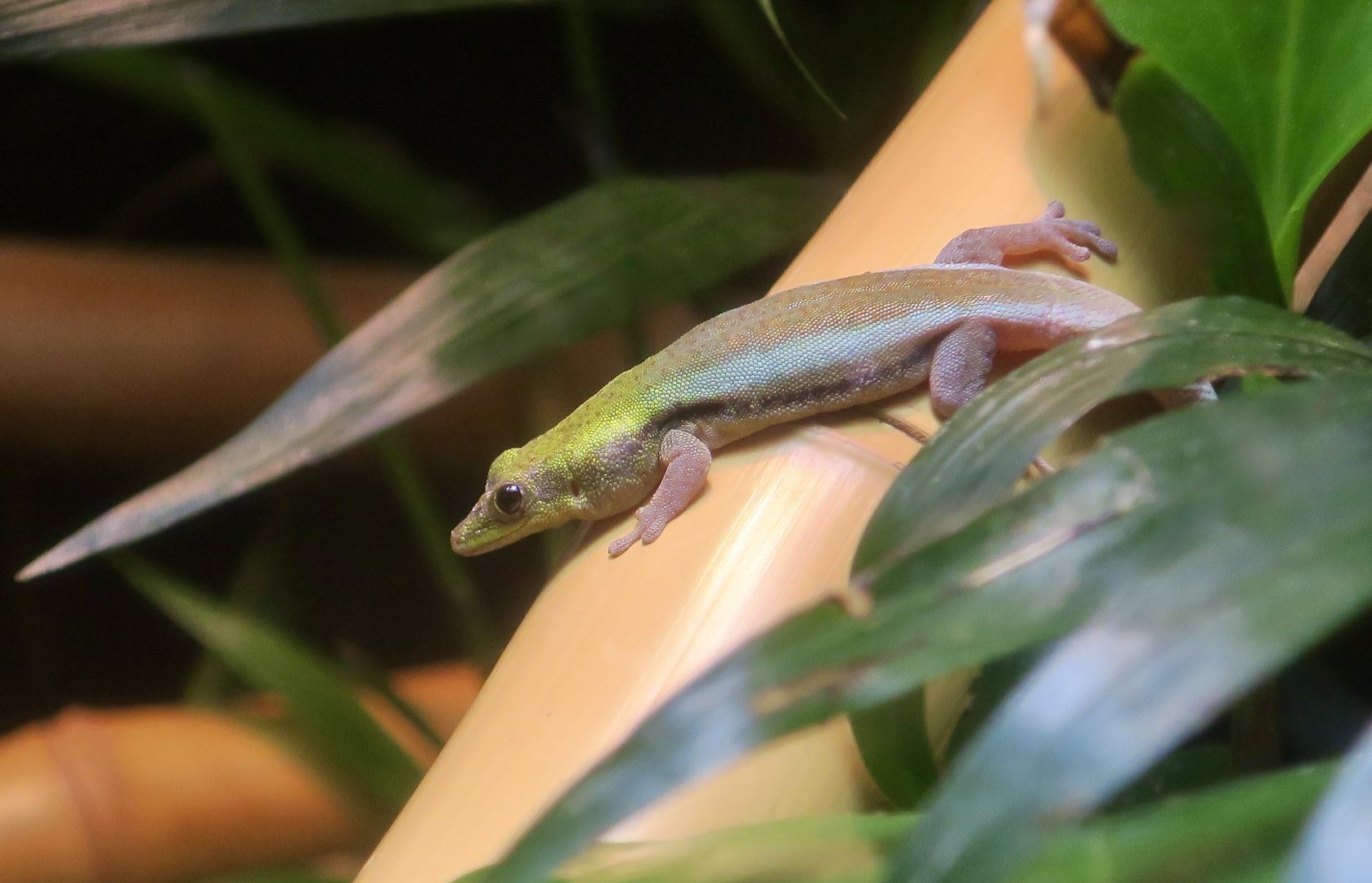 Yellow-Headed Day Gecko (Phelsuma klemmeri)