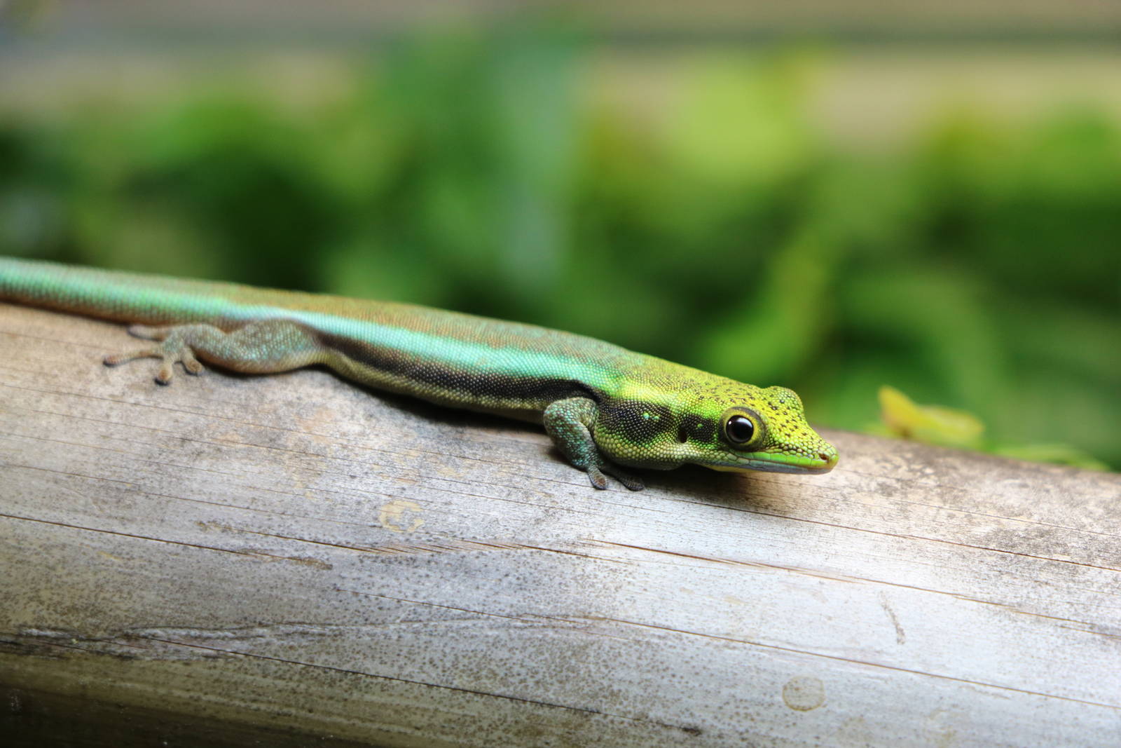Yellow-headed day gecko, September 2015
