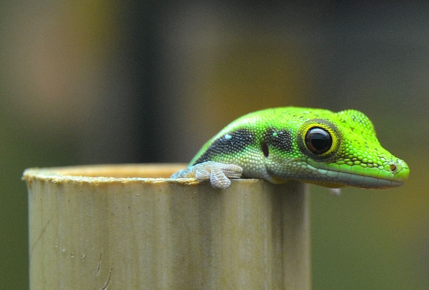 Yellow Headed Day Gecko - September 2016