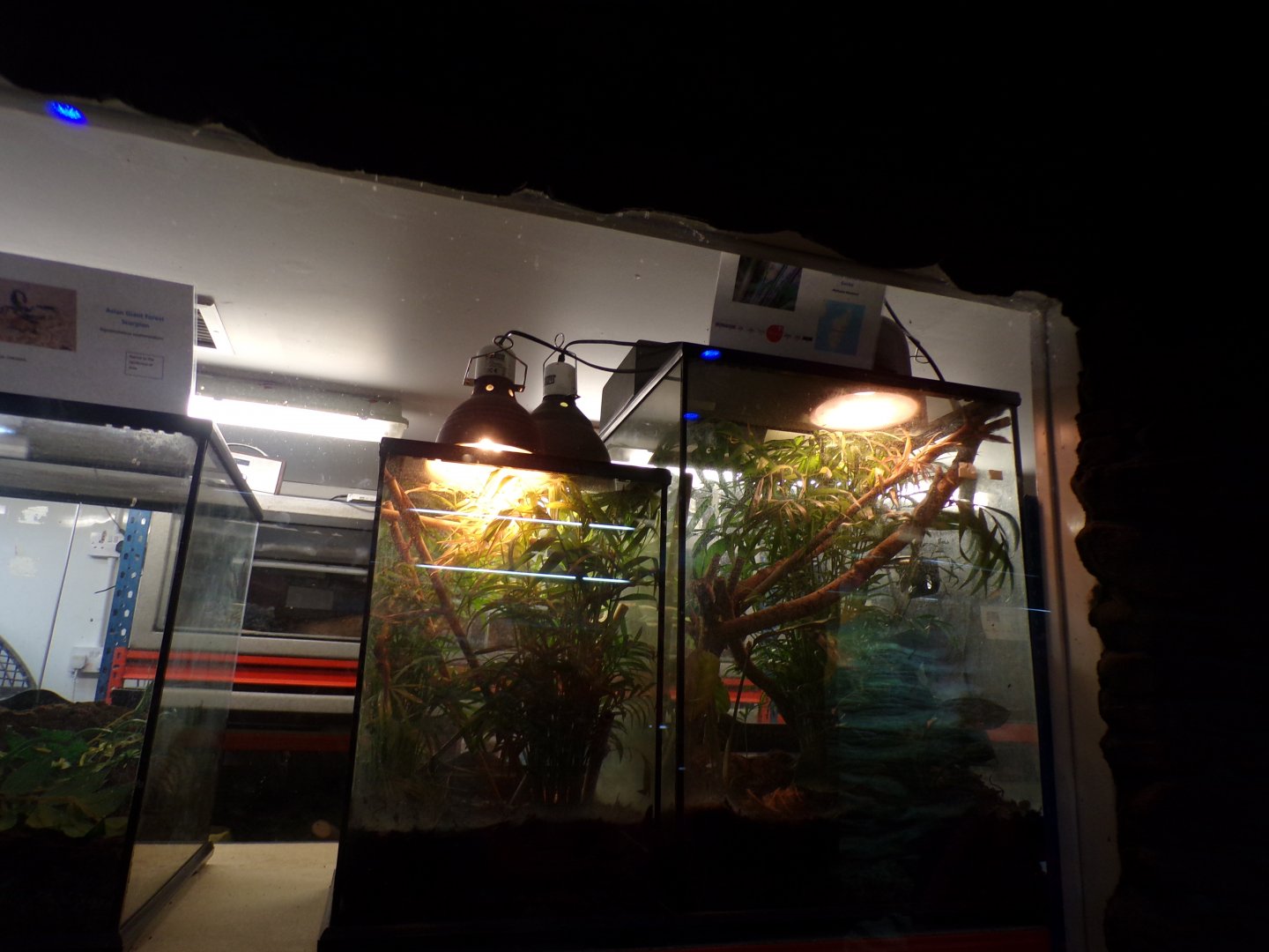 Yellow-headed day gecko terrarium 12.4.24