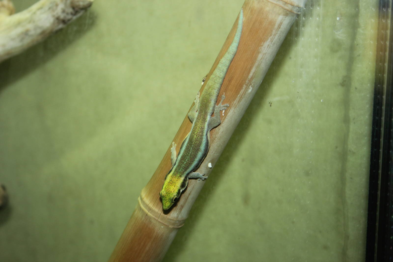 Yellow-headed day gecko