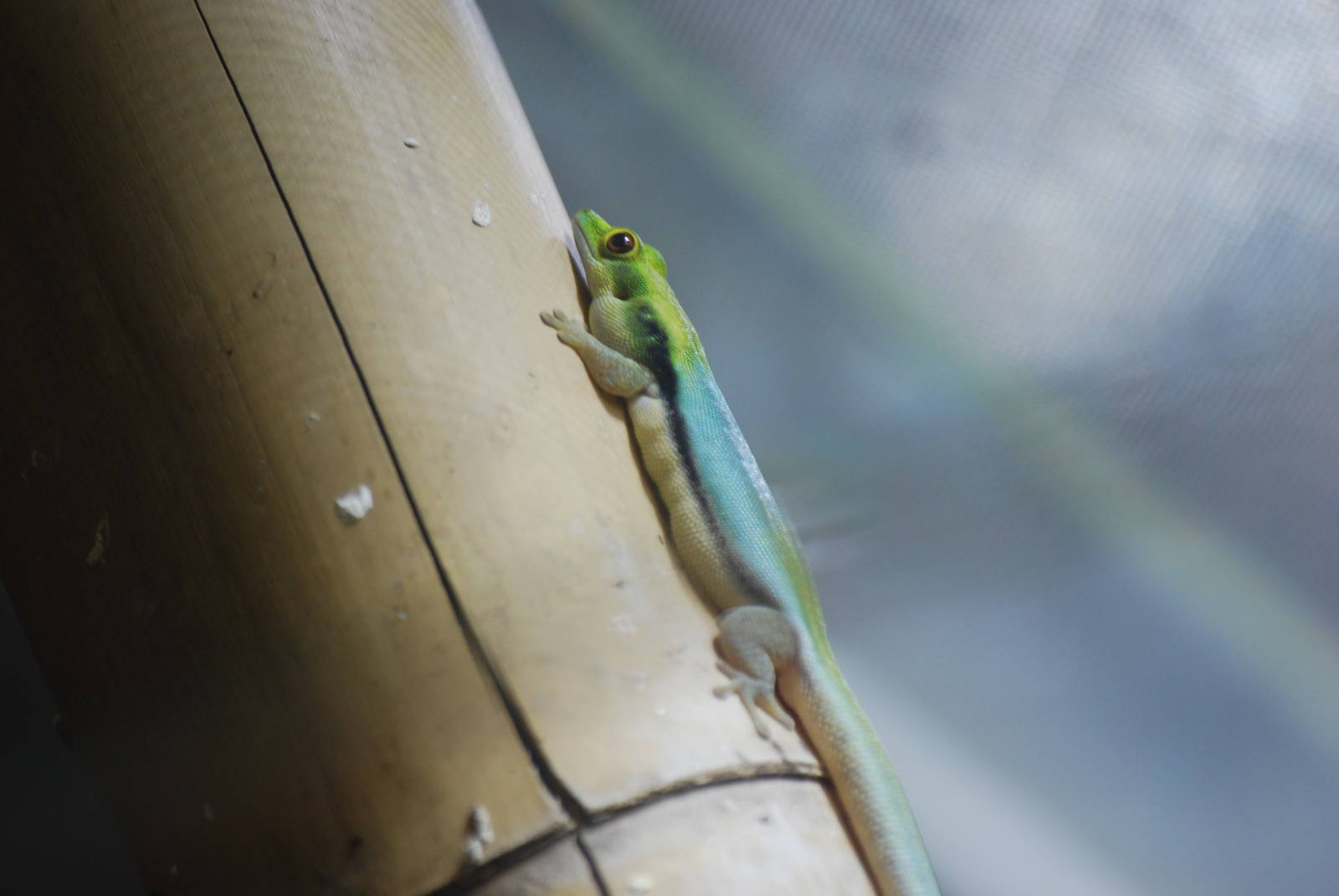 Yellow-headed day gecko