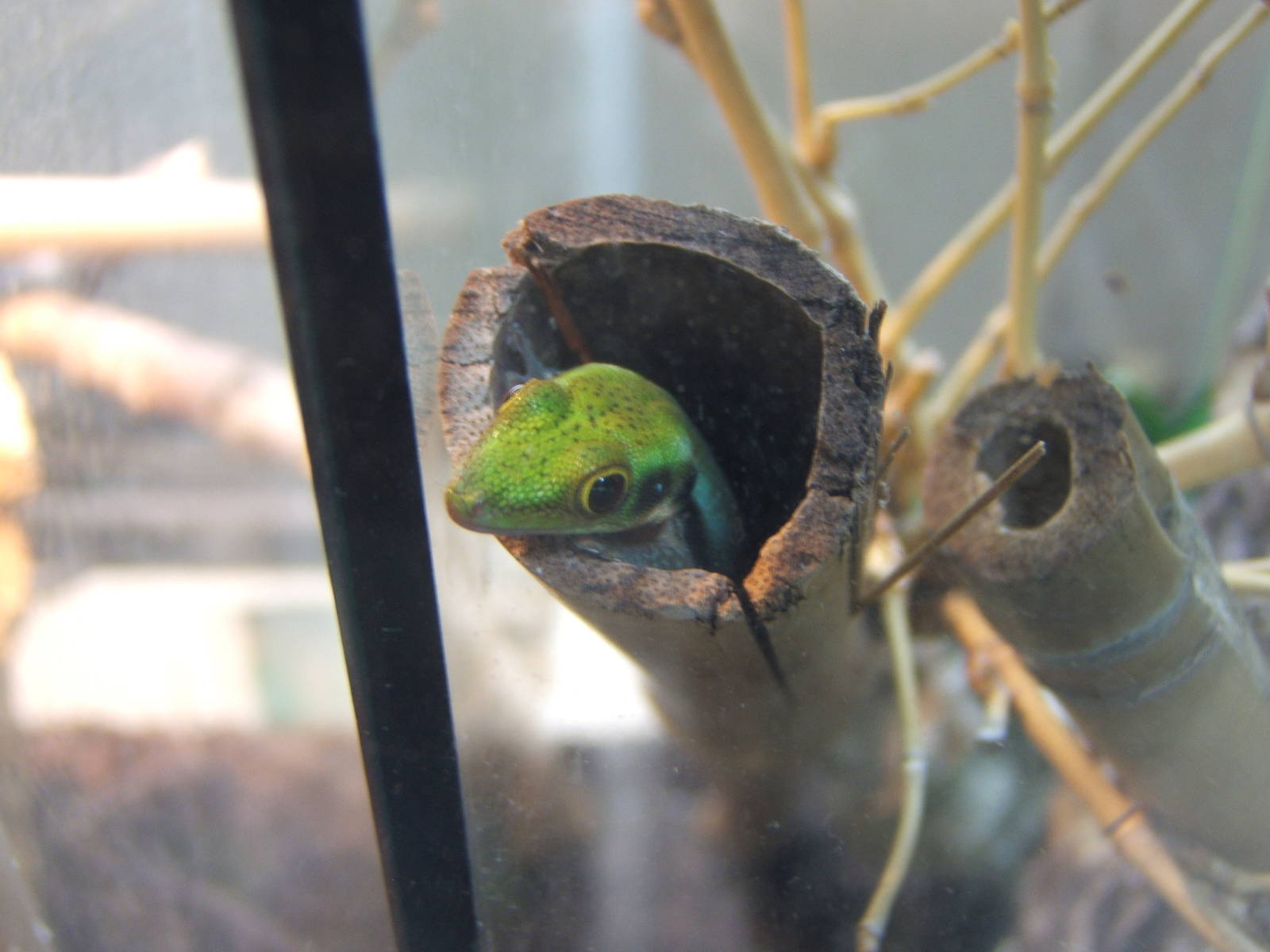 Yellow-headed Day Gecko