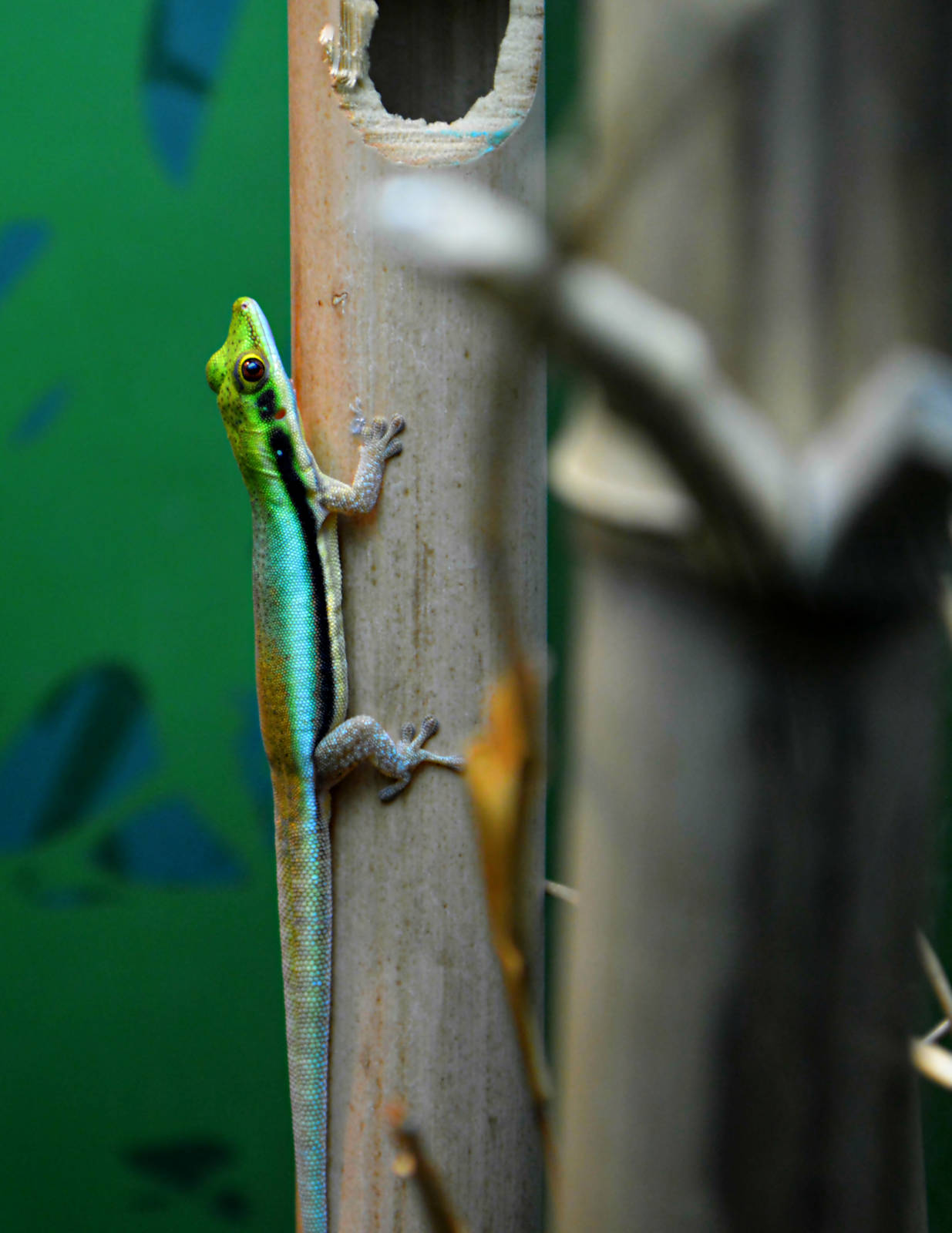 YELLOW HEADED DAY GECKO