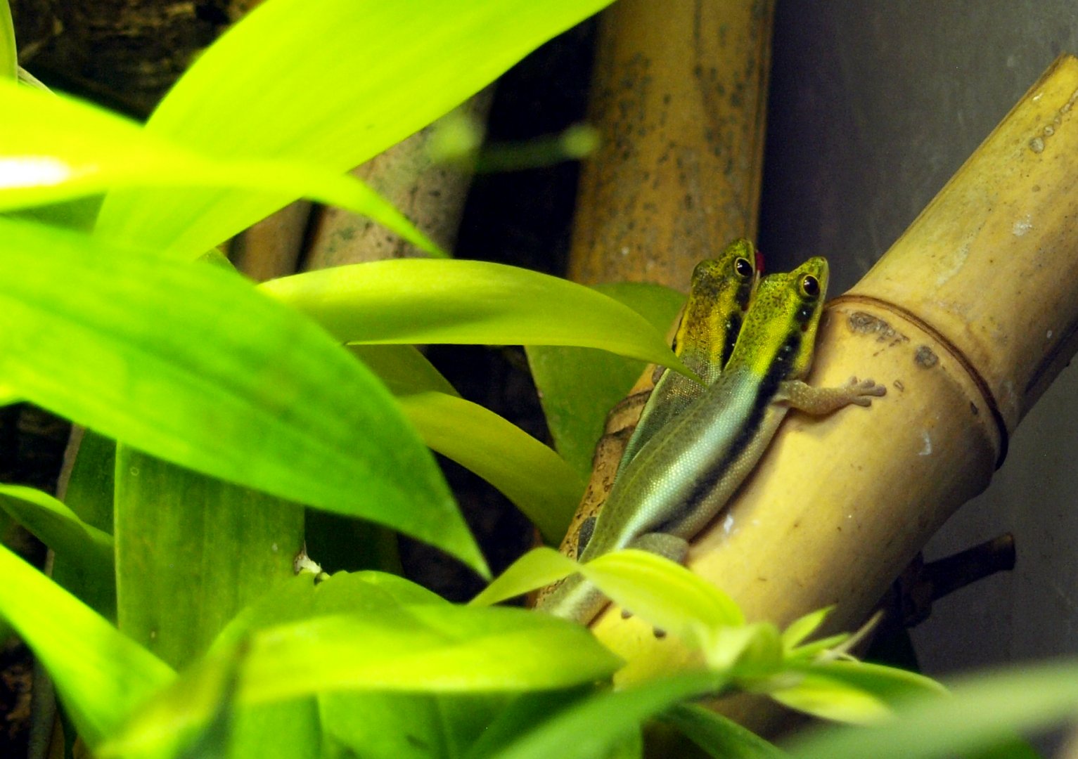 Yellow-headed day gecko