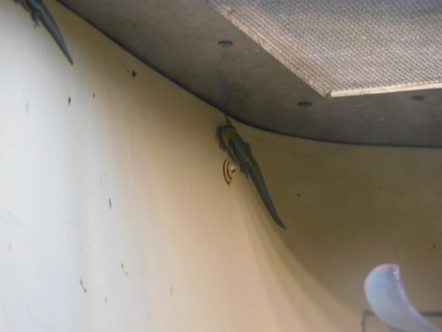 Yellow headed day gecko