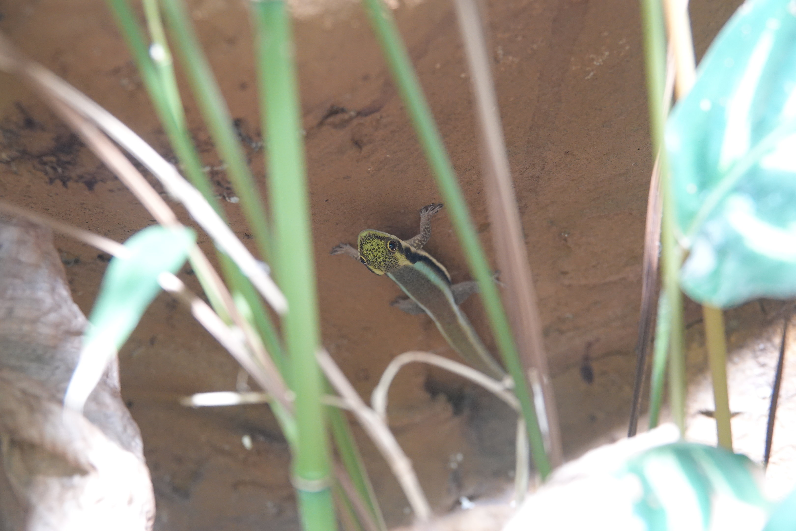 Yellow-headed day gecko