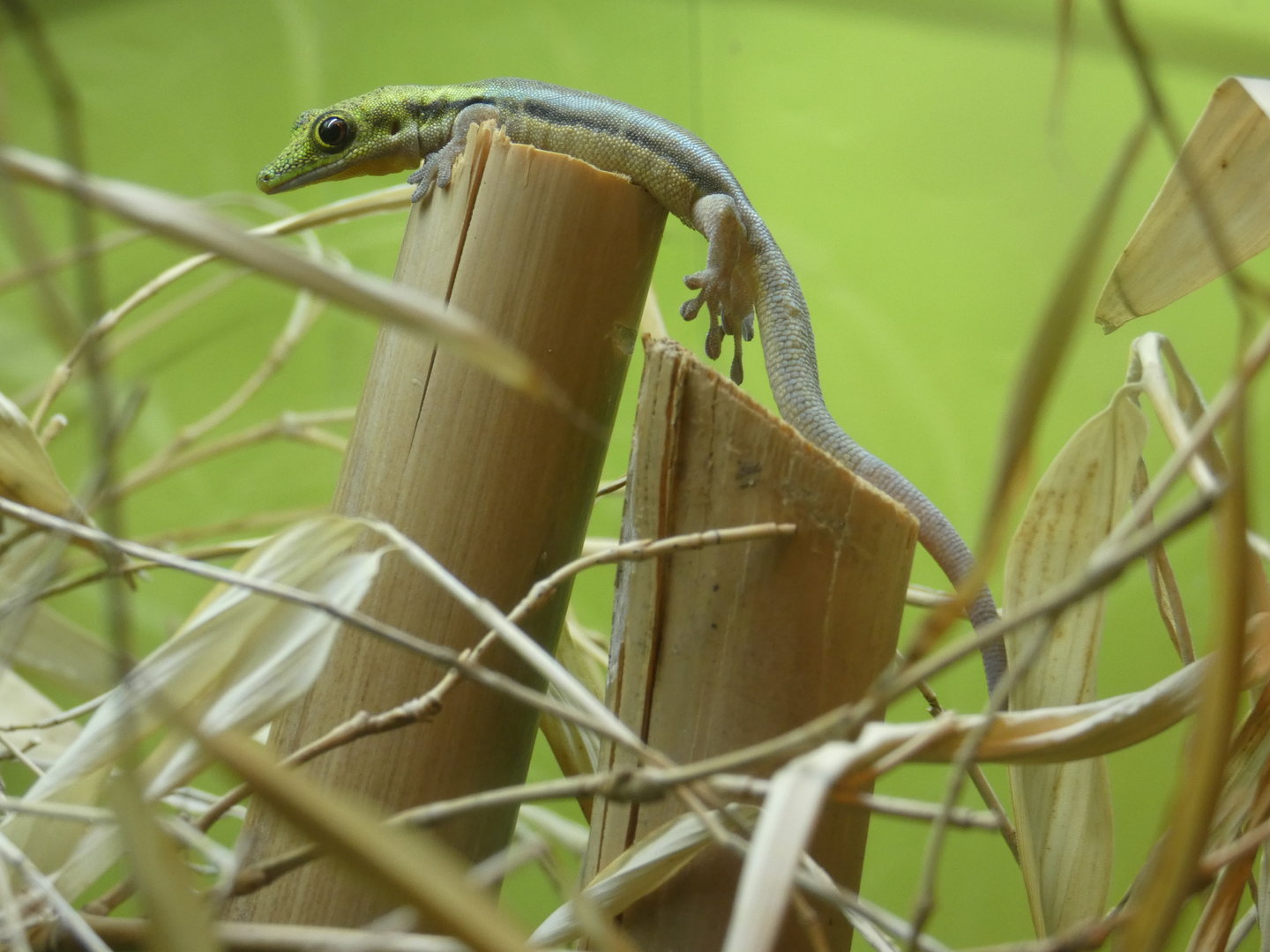 Yellow-headed day gecko