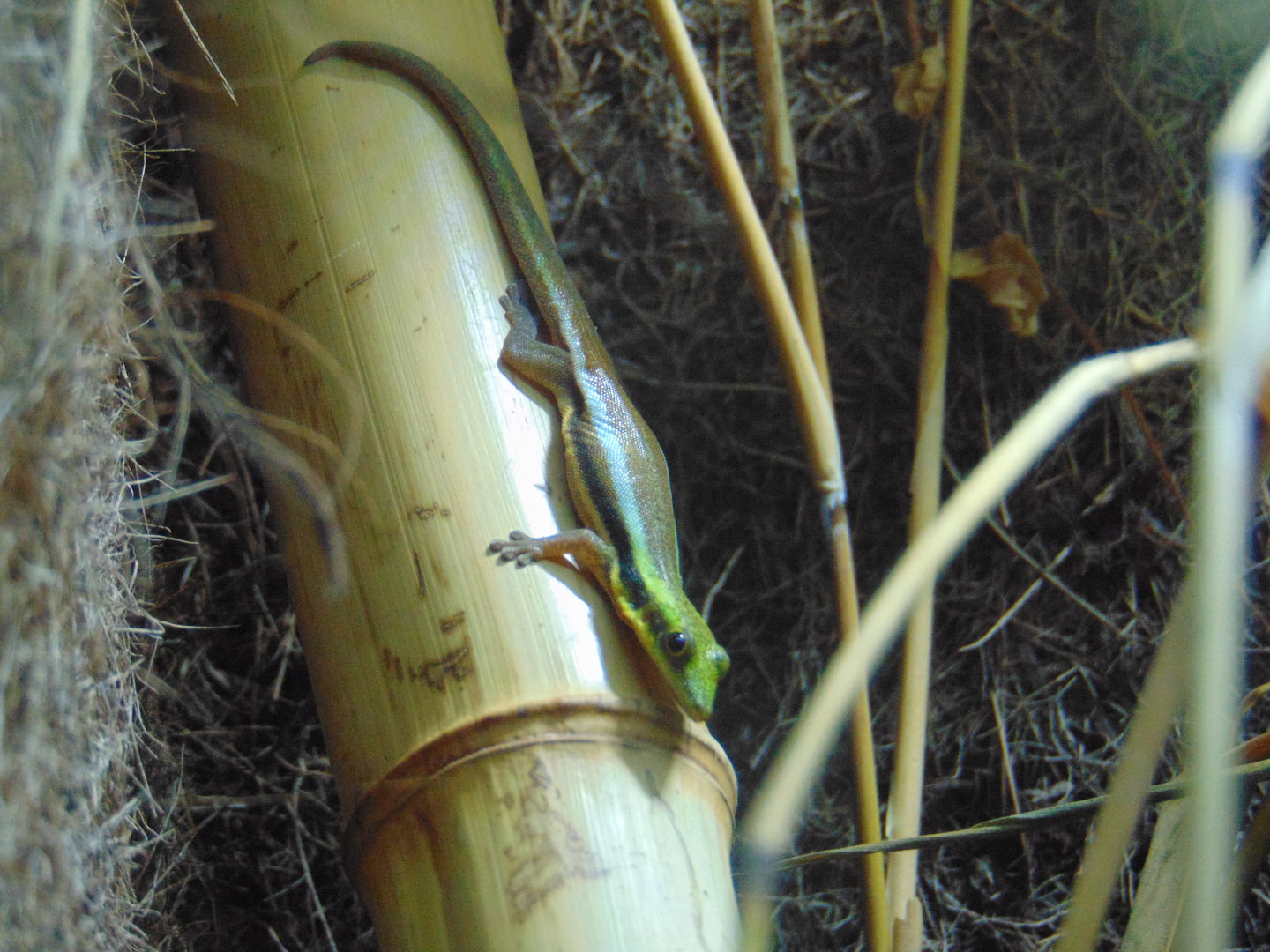 Yellow-headed Day Gecko