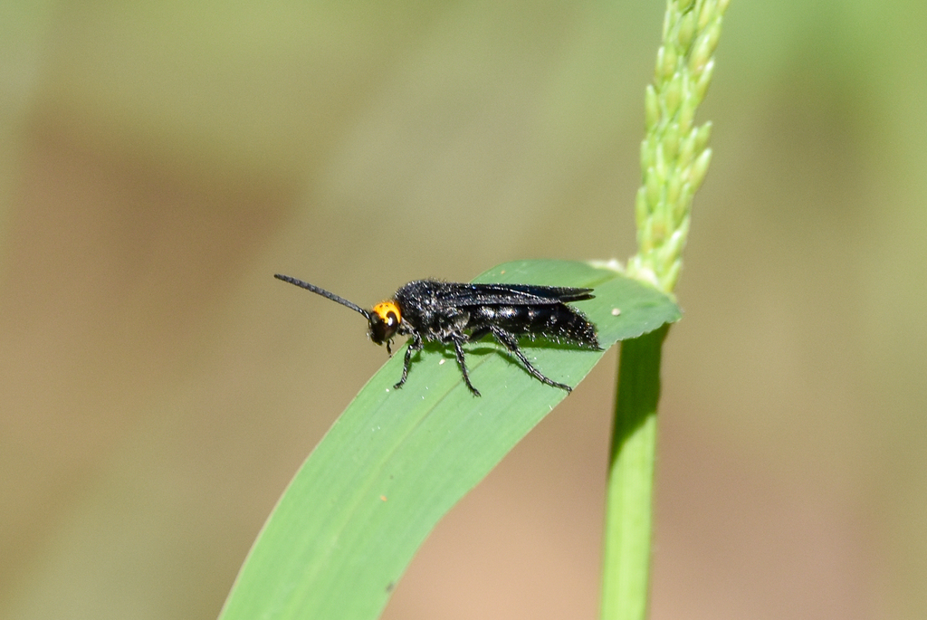 Yellow-headed Flower Wasp, Scolia verticalis