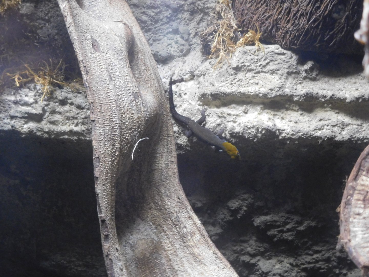 Yellow-headed gecko (Gonatodes albogularis)