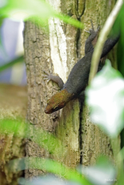 Yellow-headed gecko (Gonatodes albogularis)