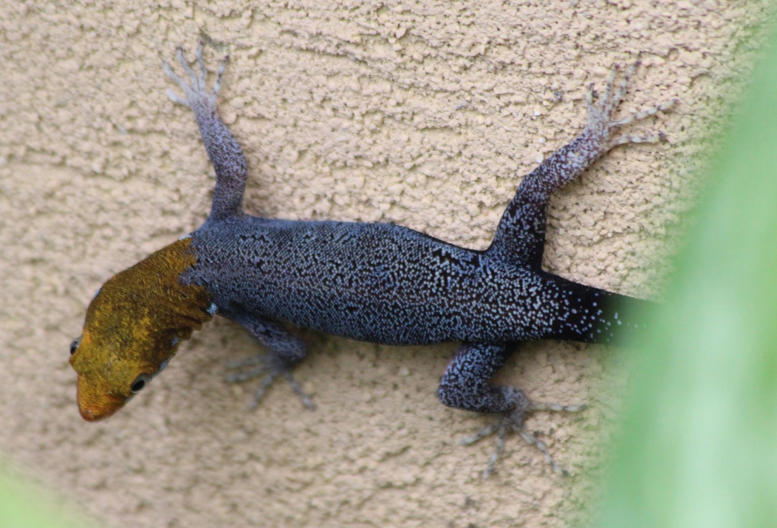 Yellow-headed Gecko - Mar 2019
