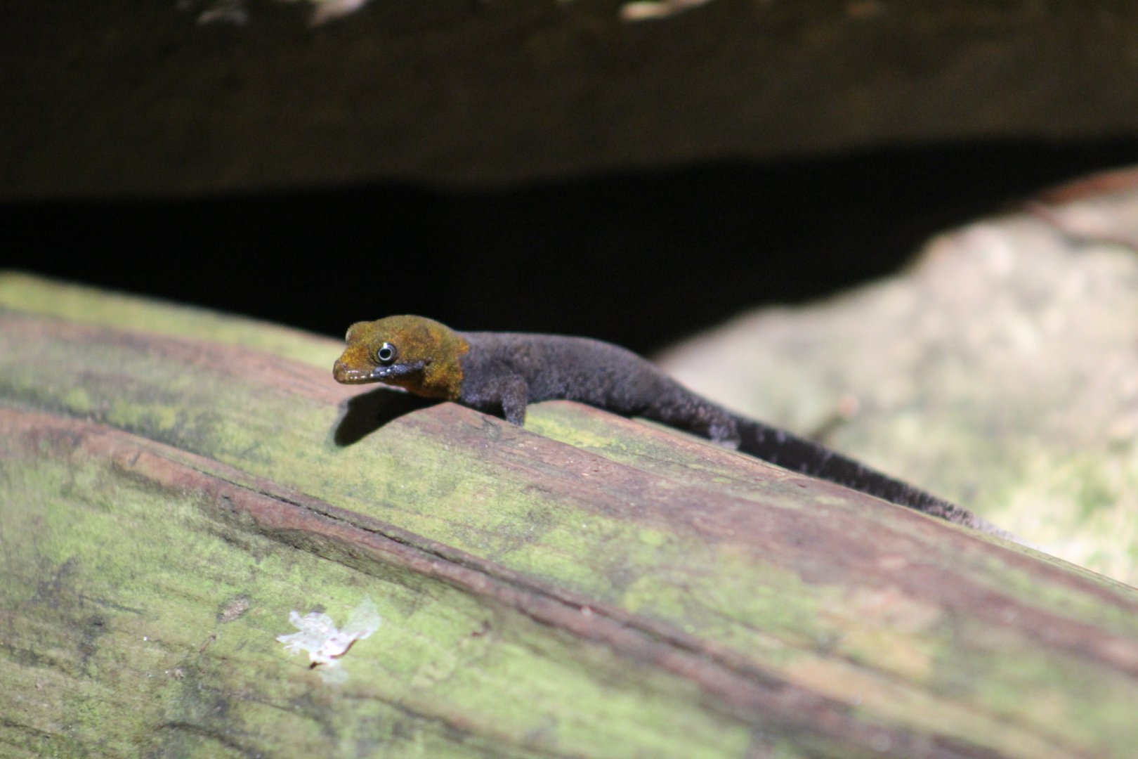 Yellow-Headed Gecko
