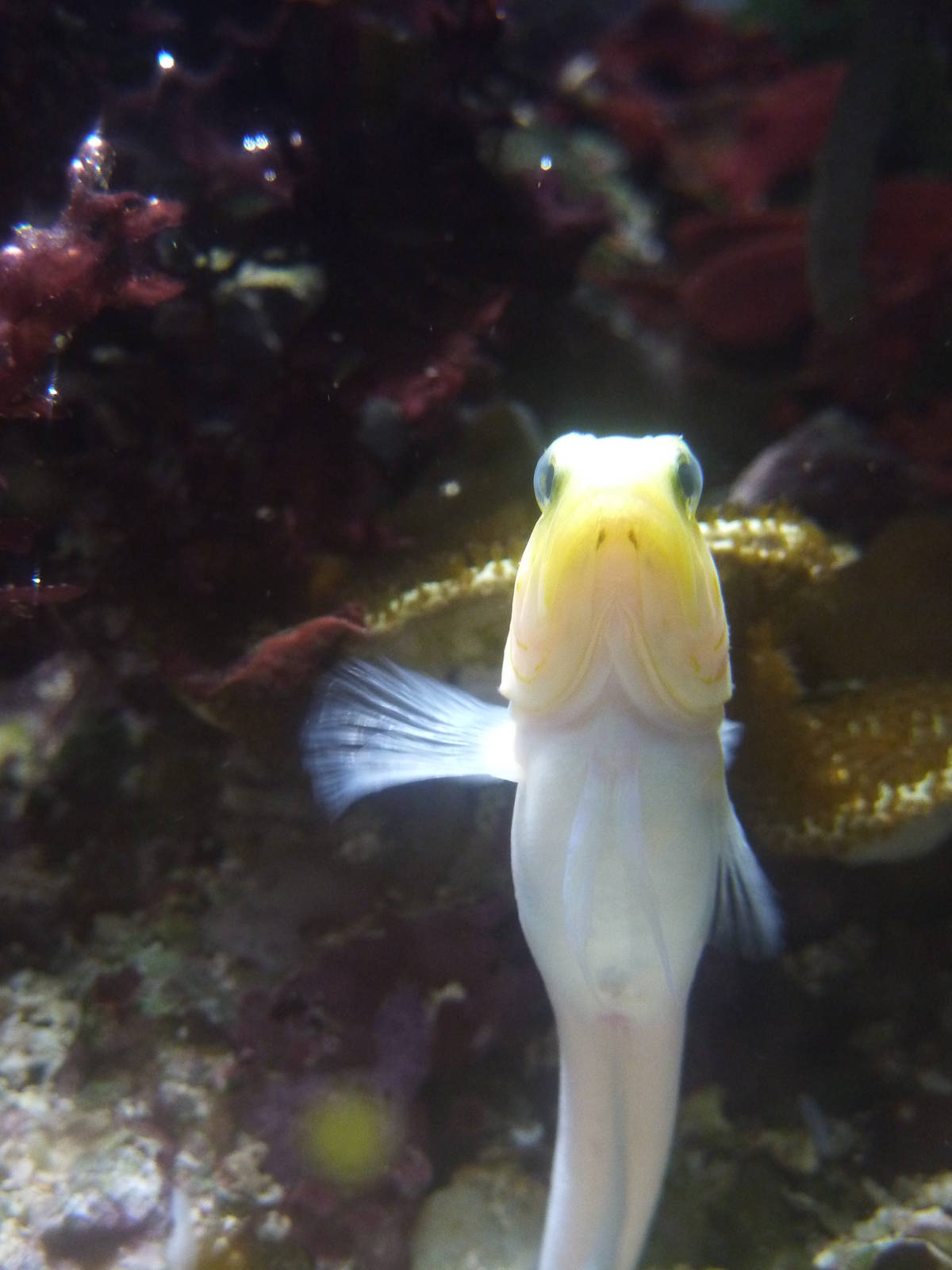 Yellow-headed jawfish, 6th November 2012.