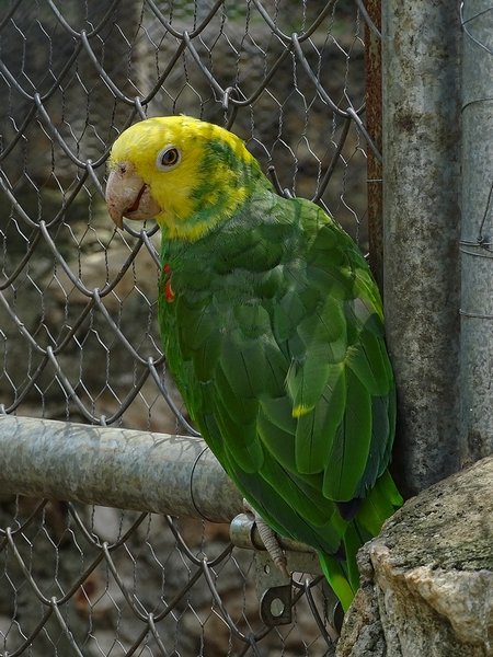 Yellow-headed parrot (Amazona oratrix)