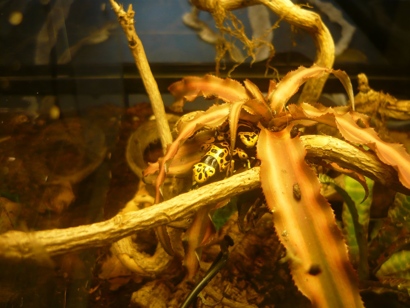 Yellow-headed poison frog (Dendrobates leucomelas)