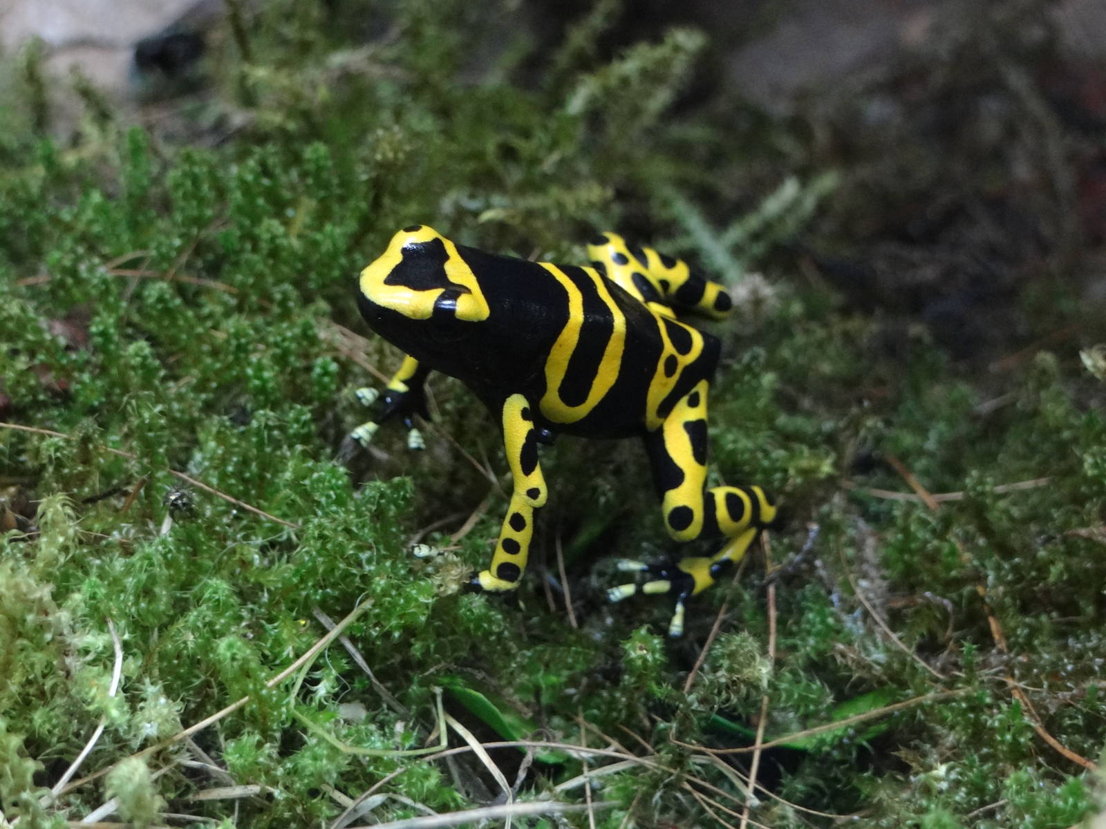 Yellow-headed poison frog