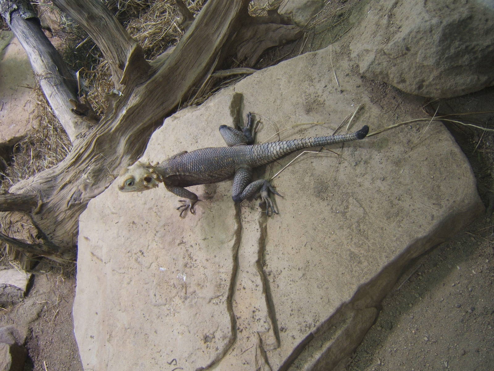 Yellow-headed Rock Agama (Laudakia nupta)