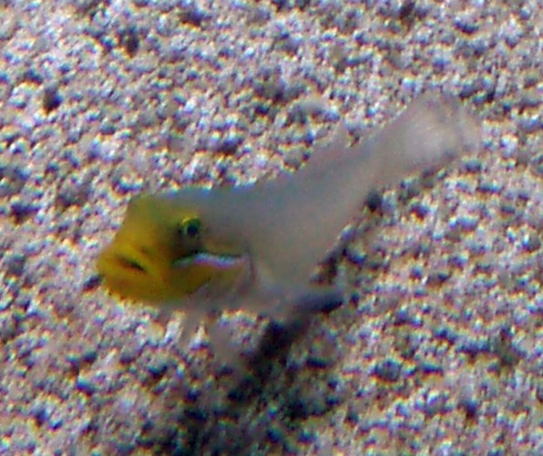 Yellow-headed Sleeper Goby (Valenciennea strigata)
