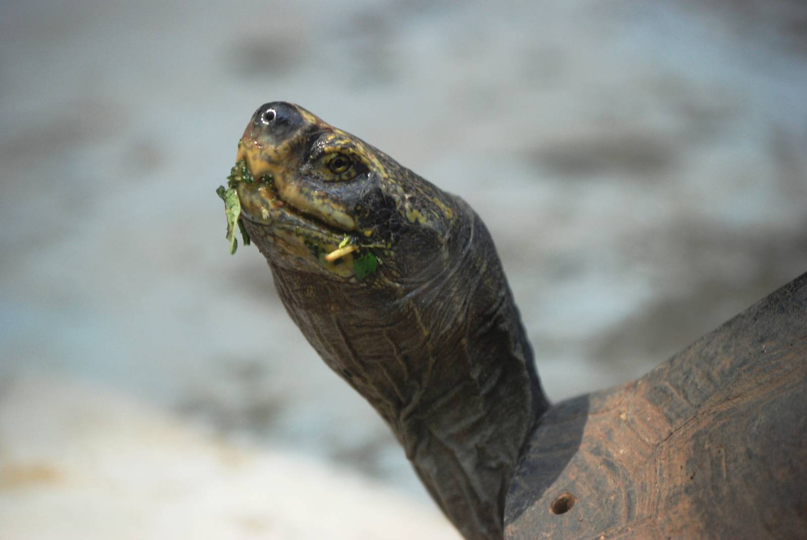 Yellow-headed Temple Turtle at Saigon Zoo, 16/03/12