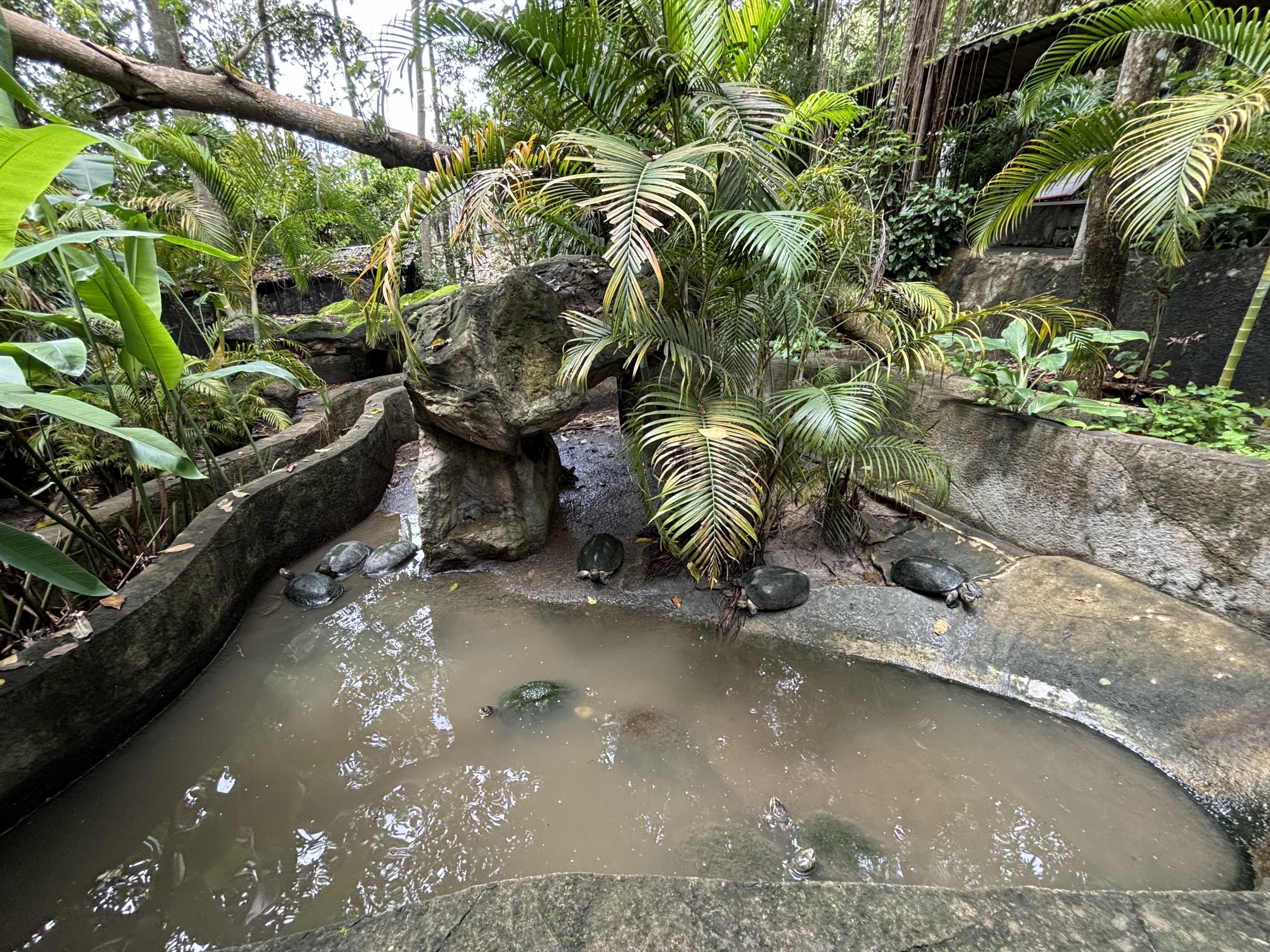 Yellow-headed Temple Turtle Exhibit