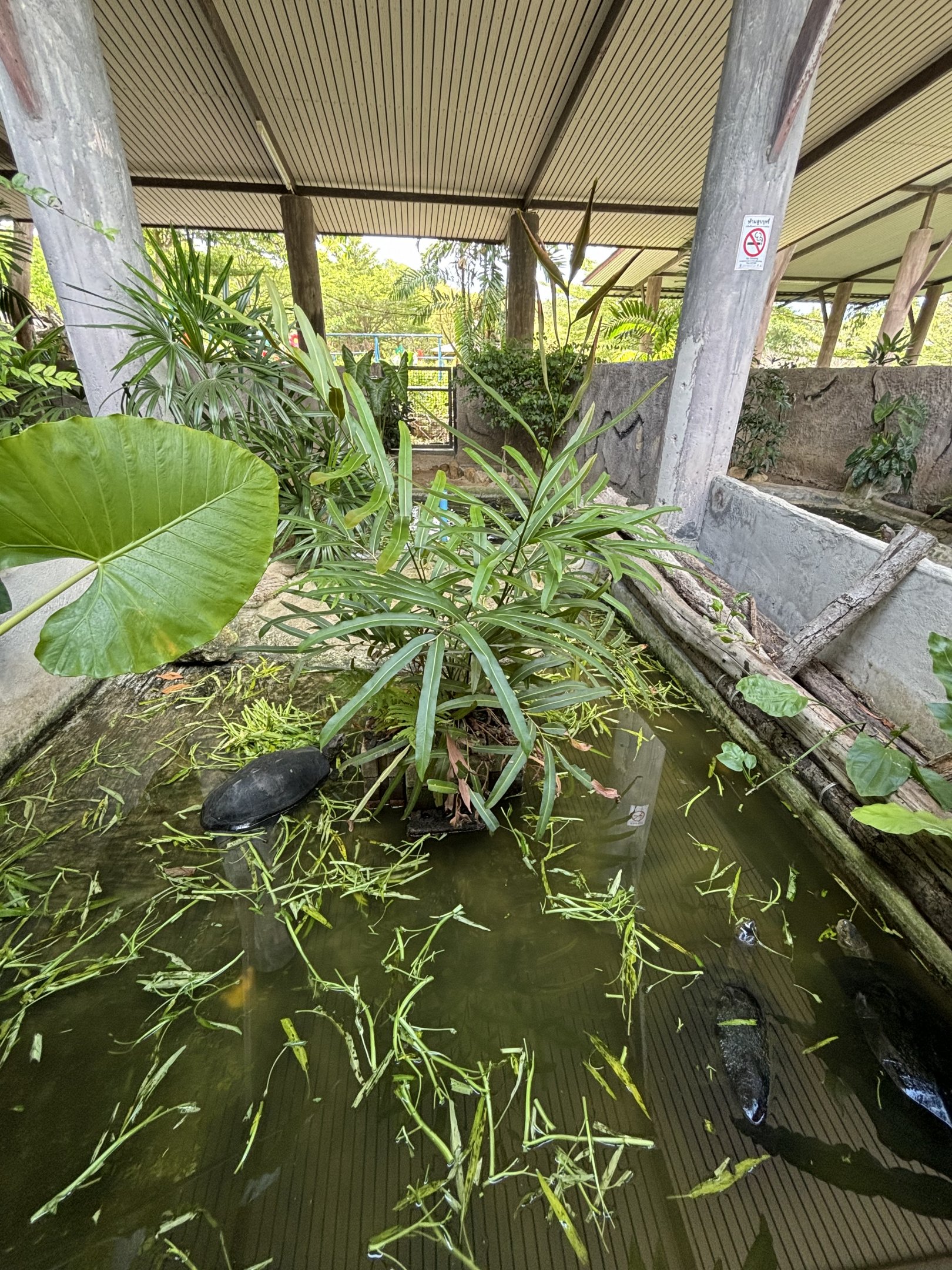 Yellow-headed Temple Turtle Exhibit