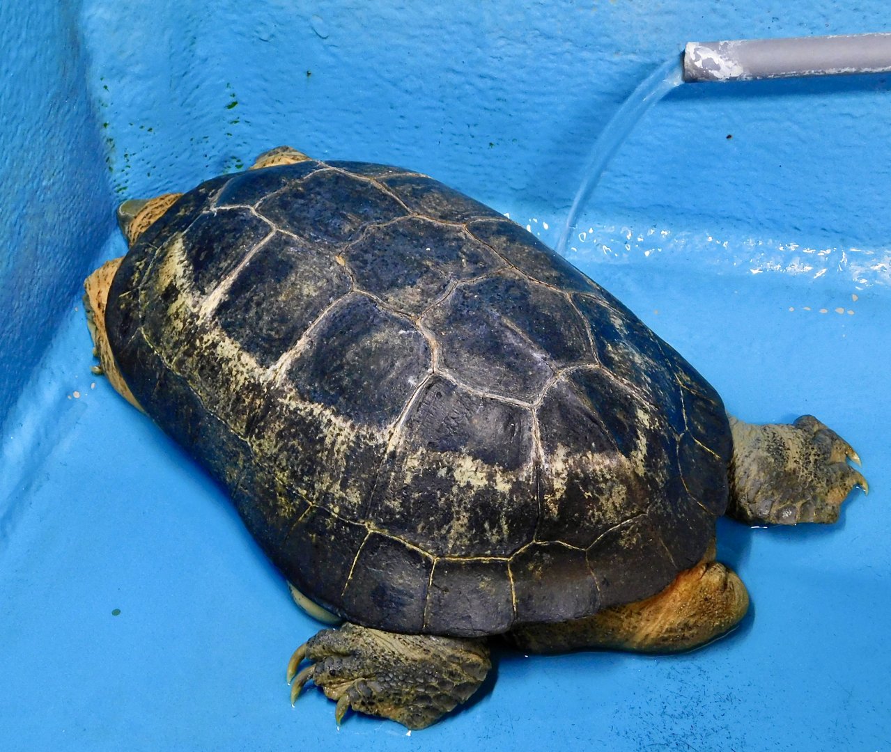 Yellow-Headed Temple Turtle (Heosemys annandalii) December 6, 2025