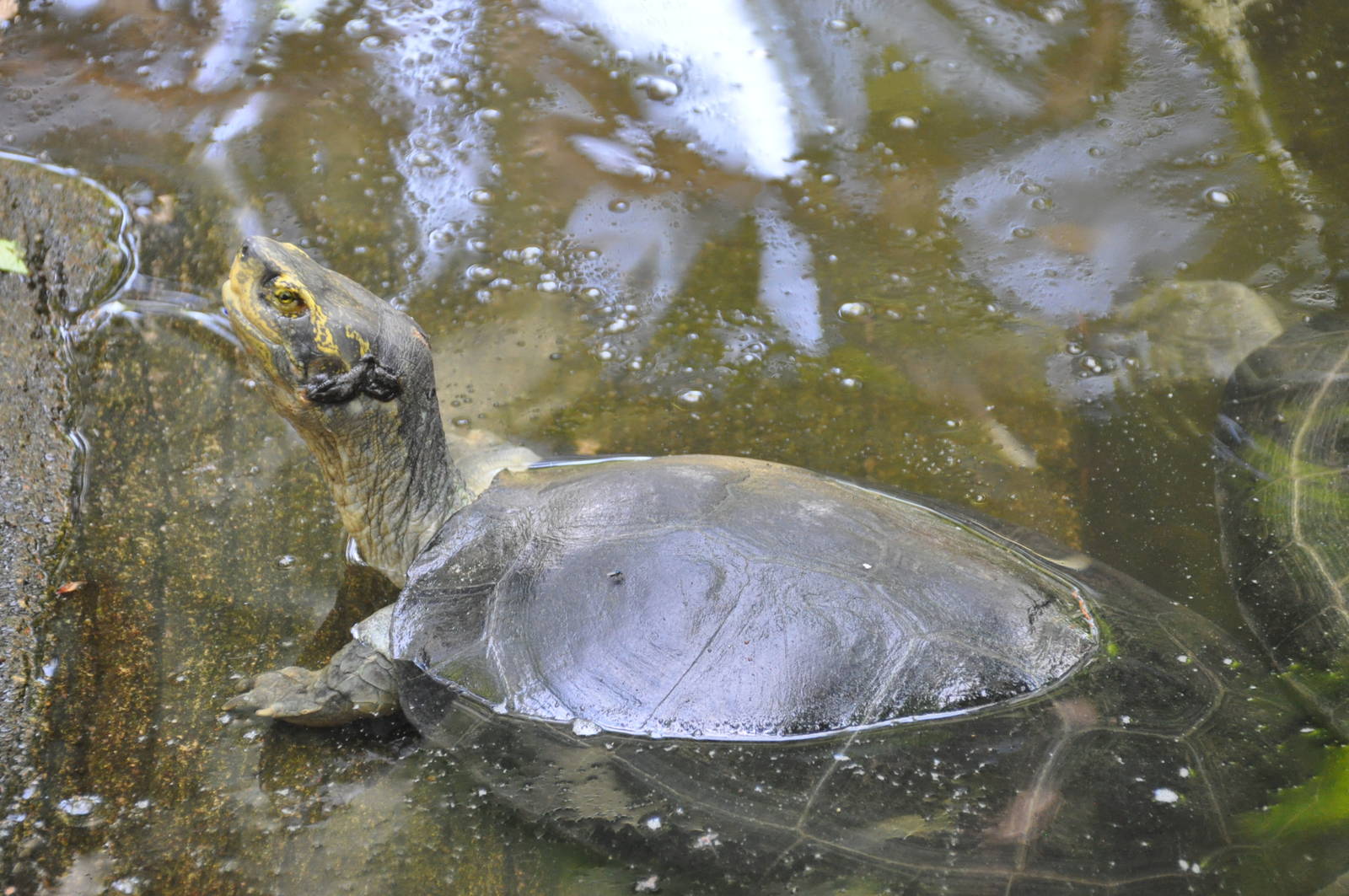 Yellow-headed temple turtle/ Heosemys annandalii