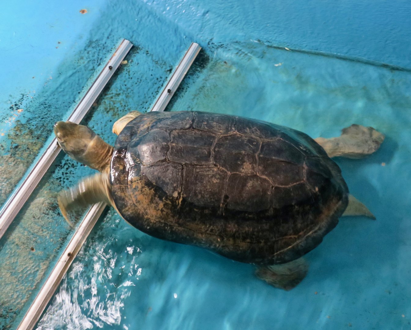 Yellow-Headed Temple Turtle (Heosemys annandalii)
