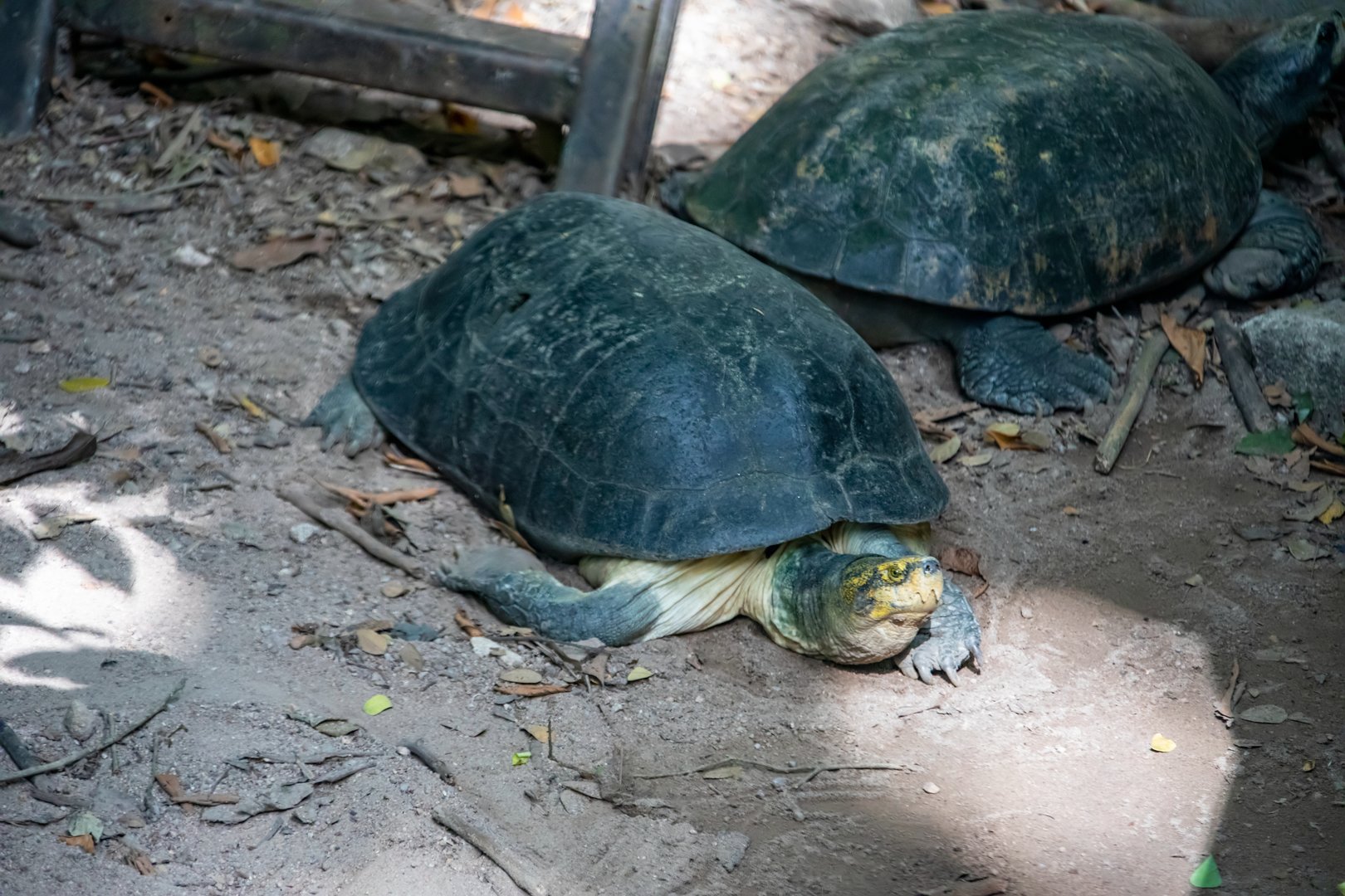yellow-headed temple turtle (Heosemys annandalii)