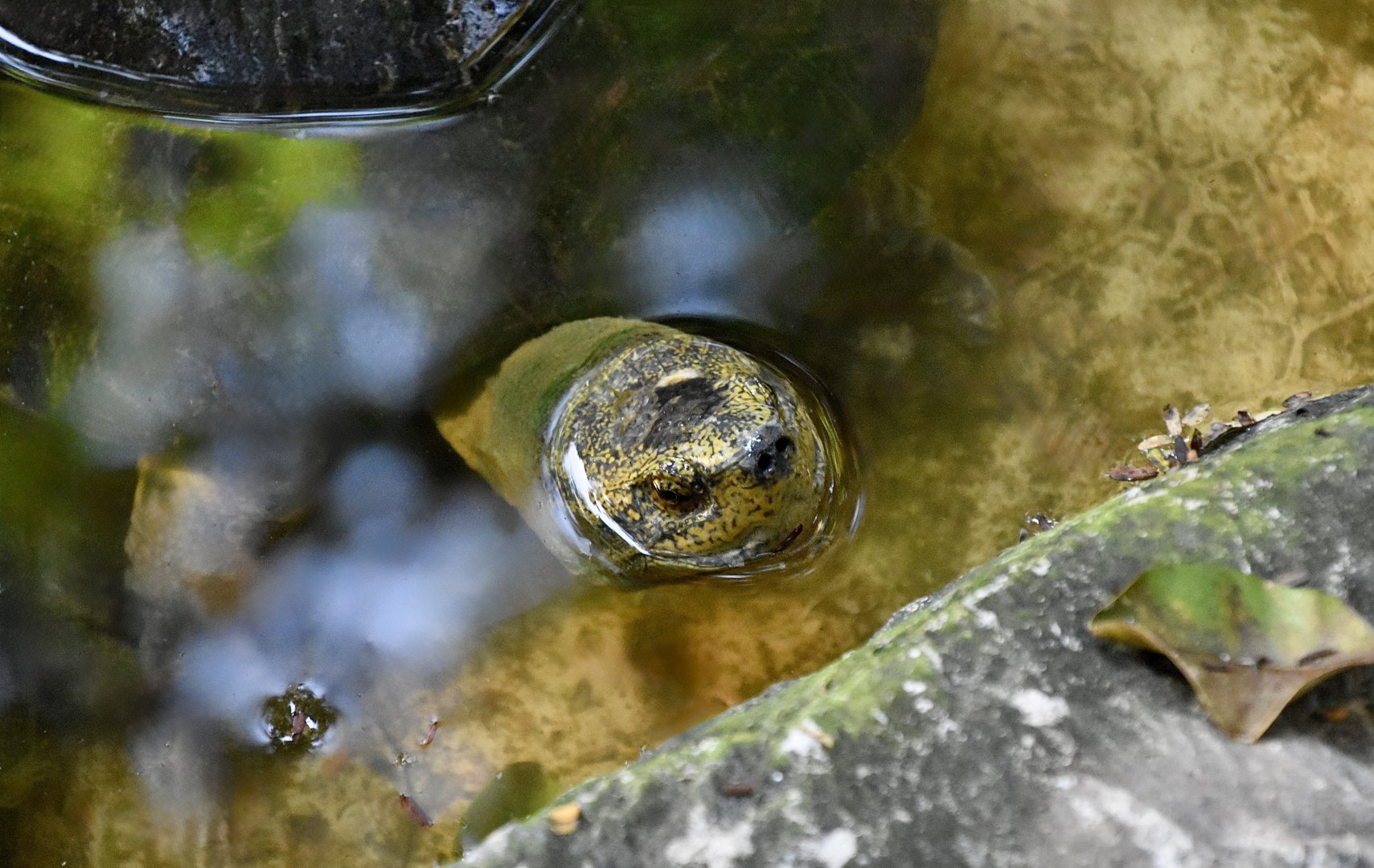 Yellow-Headed Temple Turtle (Heosemys annandalii)