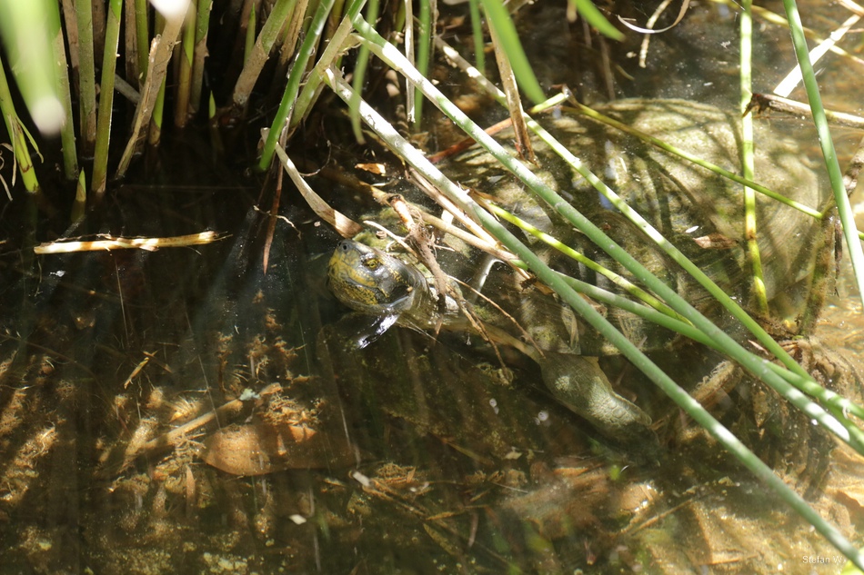 yellow-headed temple turtle (Heosemys annandalii)