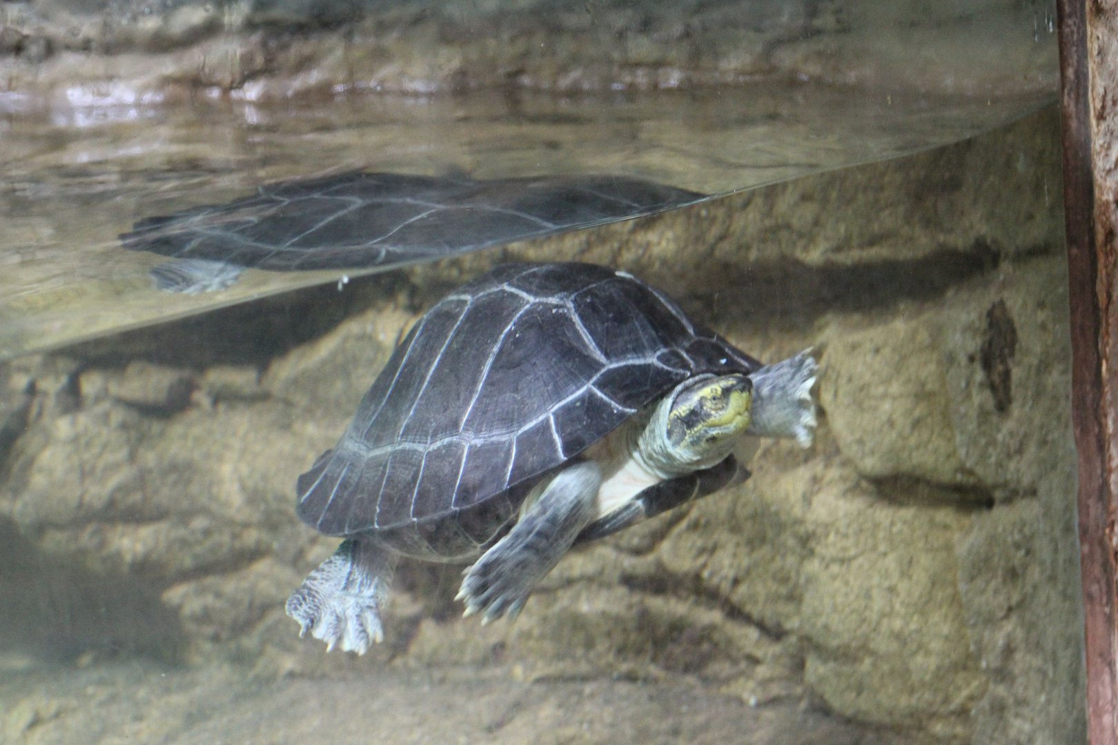 Yellow-Headed Temple Turtle??