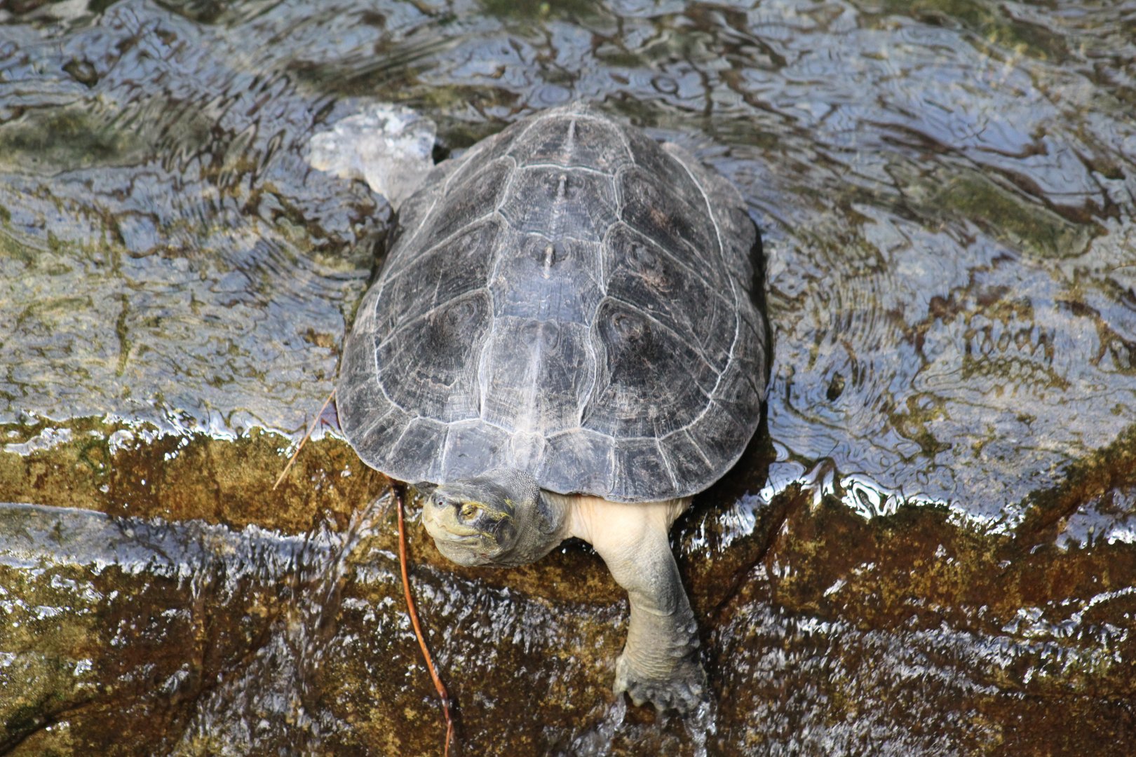 Yellow-Headed Temple Turtle