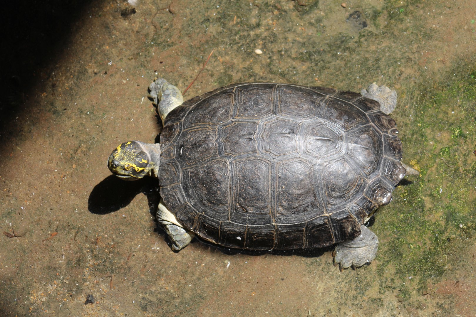 Yellow-Headed Temple Turtle