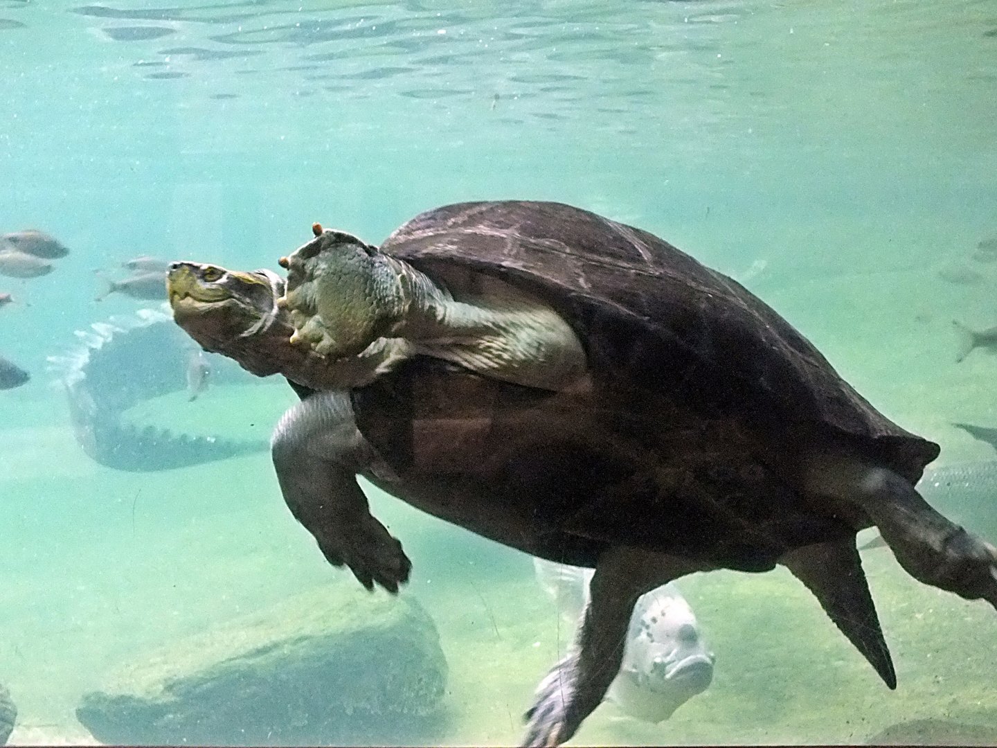 Yellow-headed temple turtle