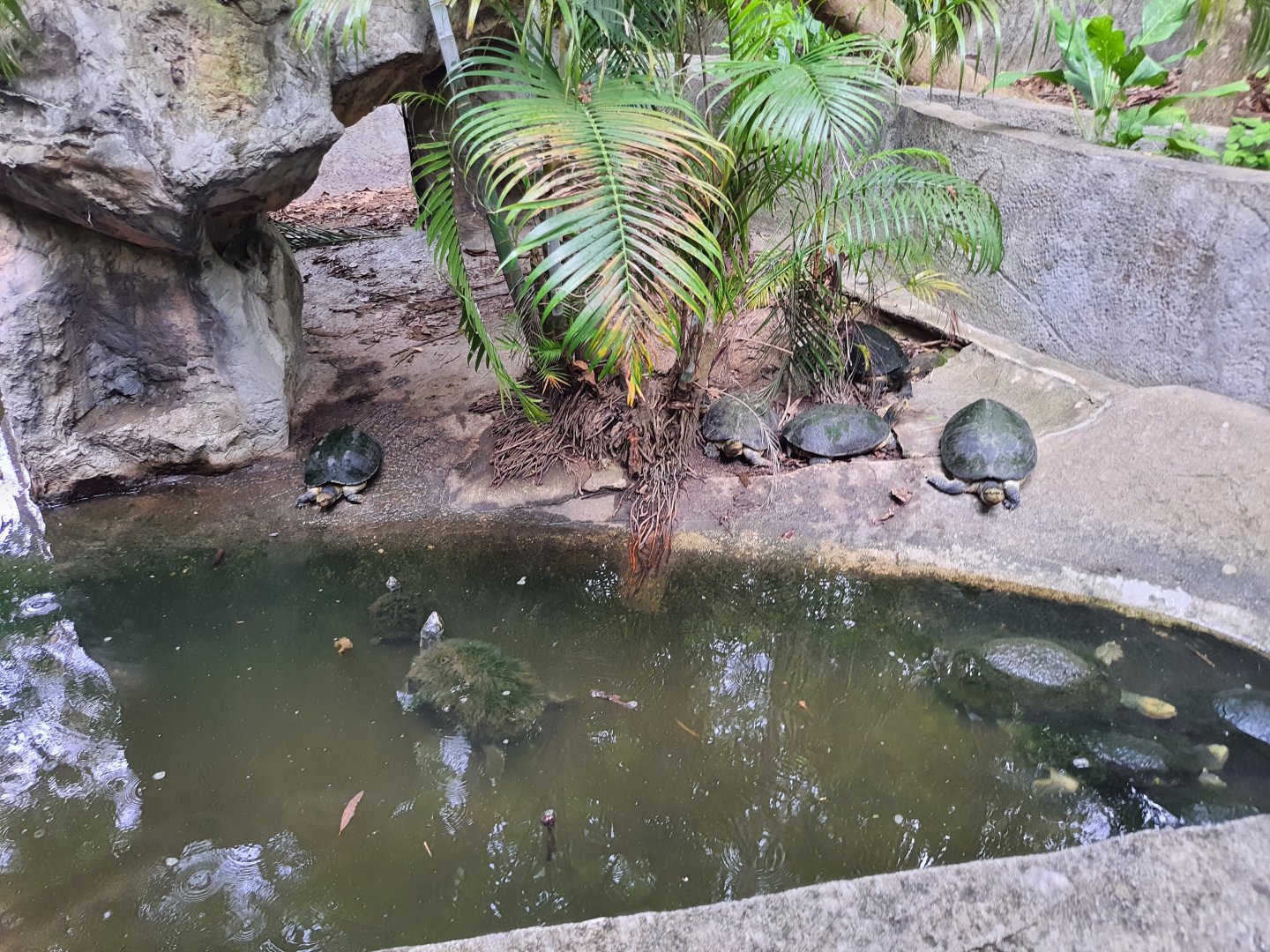 Yellow Headed Temple Turtles