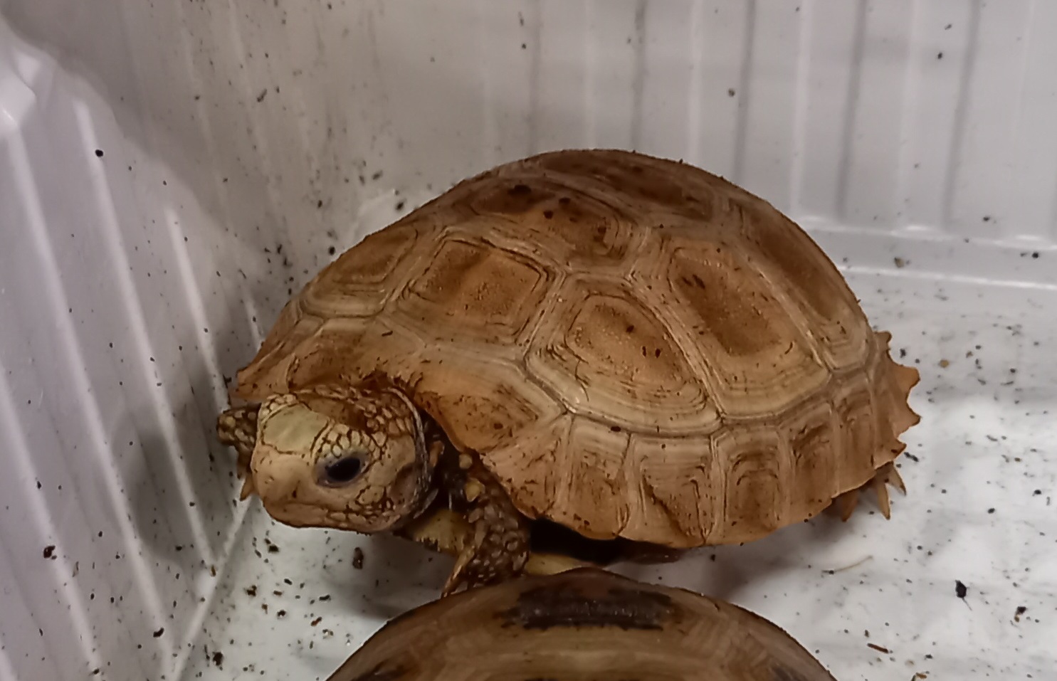 Yellow-headed tortoise - Indotestudo elongata