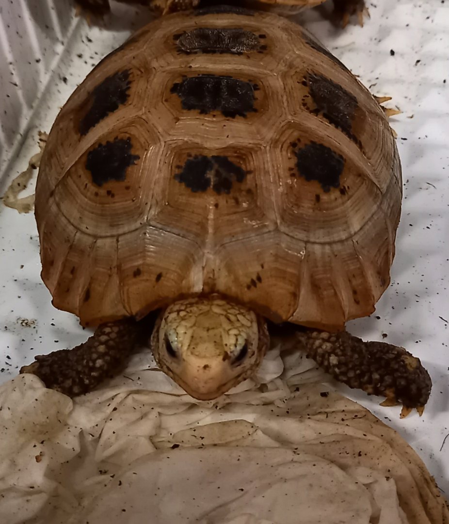 Yellow-headed tortoise - Indotestudo elongata