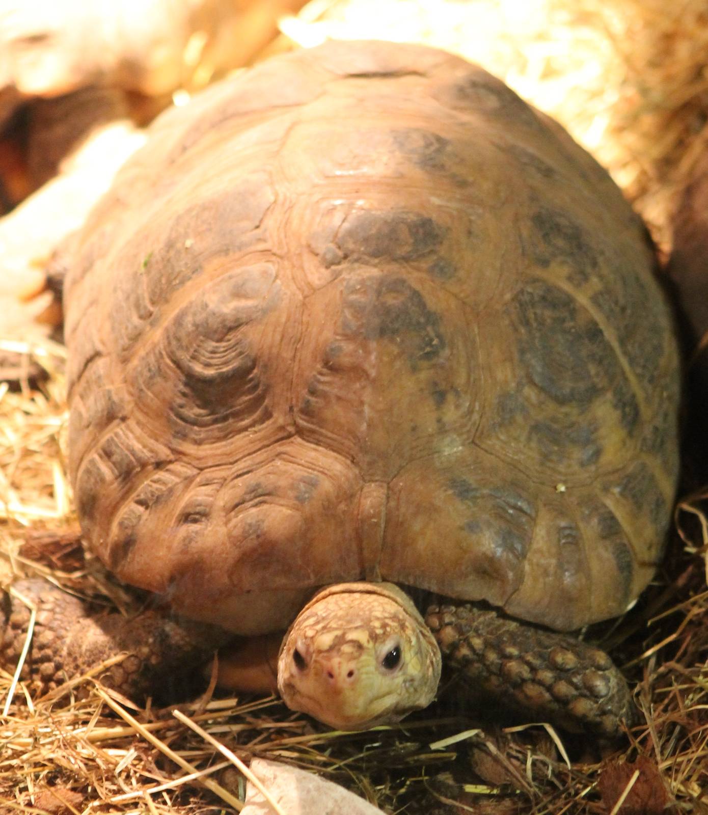 Yellow-headed tortoise