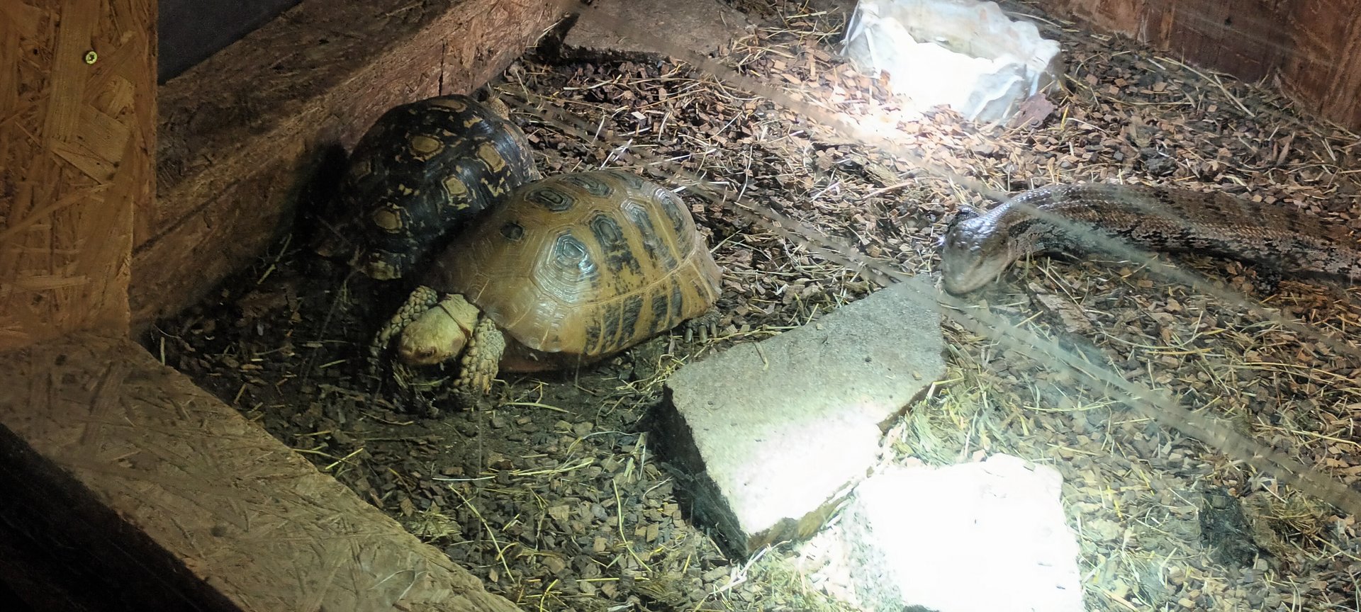 Yellow headed Tortoises and Giant blue toungued Skink