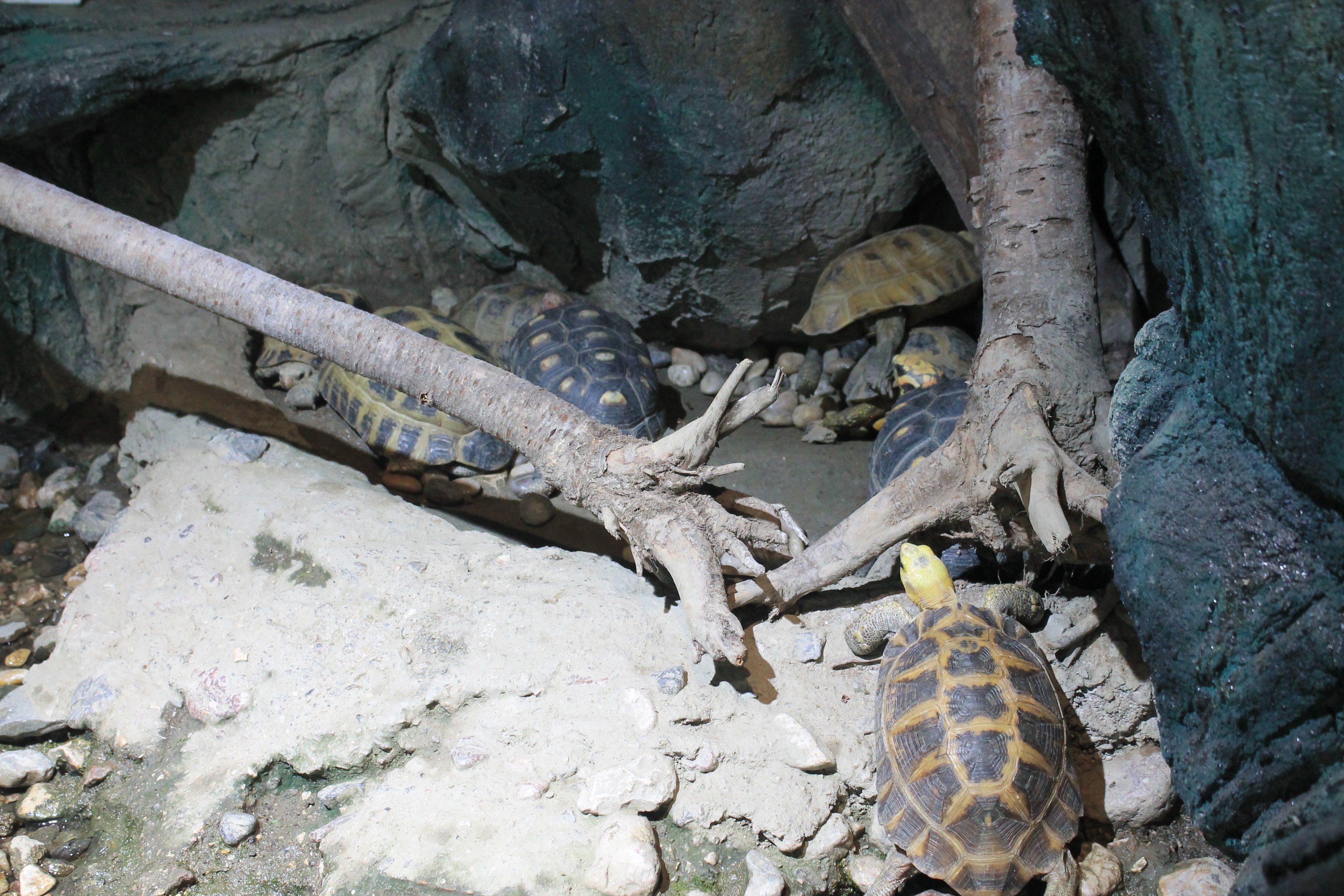 Yellow-headed Tortoises (Indotestudo elongata)