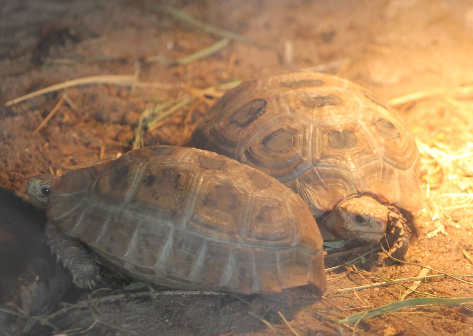 Yellow-headed tortoises